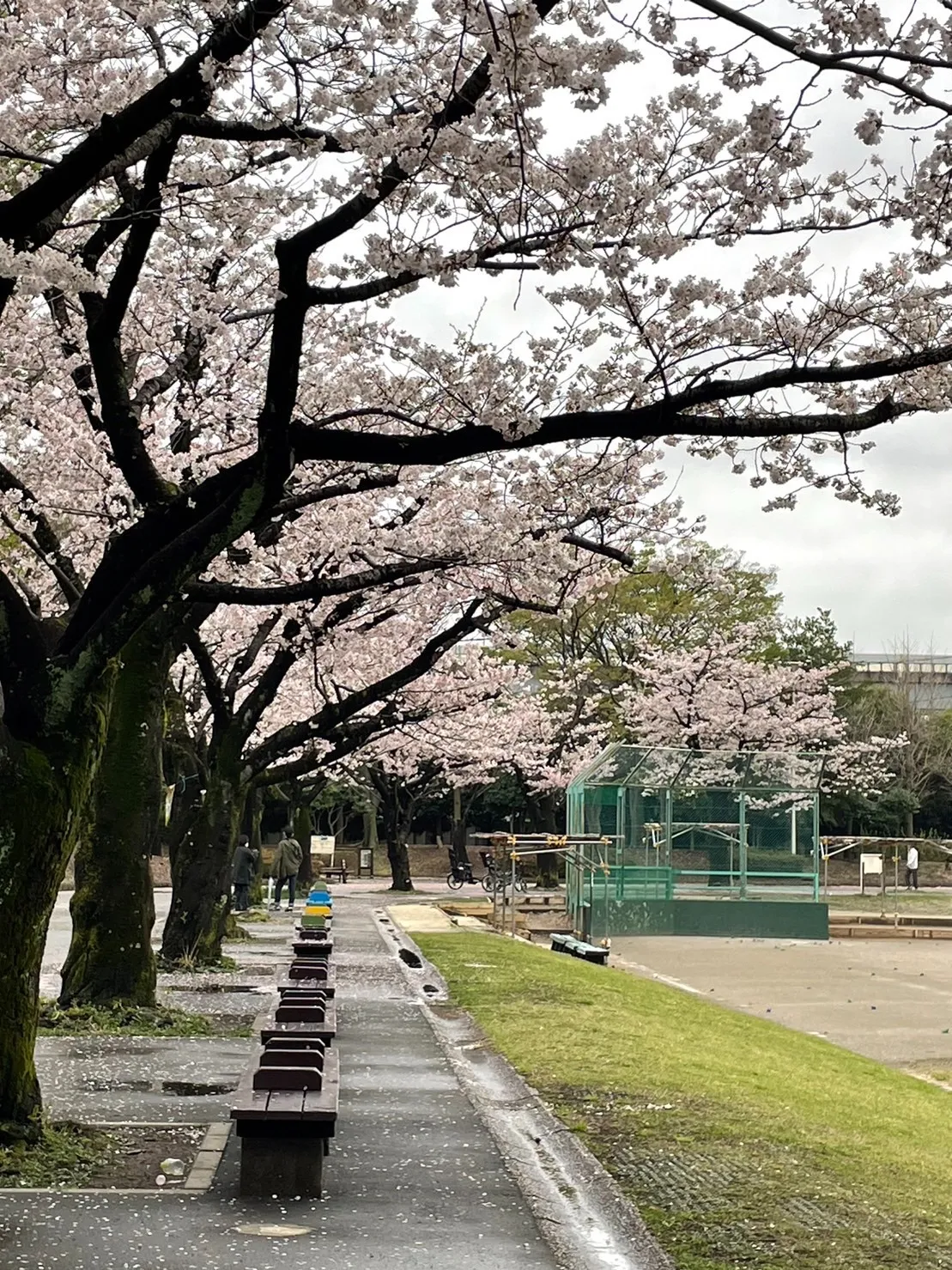 花粉症と戦う訪問介護員